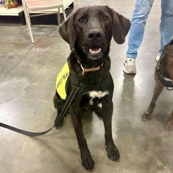 Enlarge Goofus, a Adoptable mixed breed in Carencro, LA image 3/6
