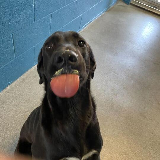 Enlarge Goofus, a Adoptable mixed breed in Carencro, LA image 4/6