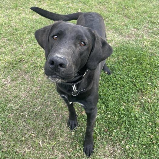 Enlarge Goofus, a Adoptable mixed breed in Carencro, LA image 5/6