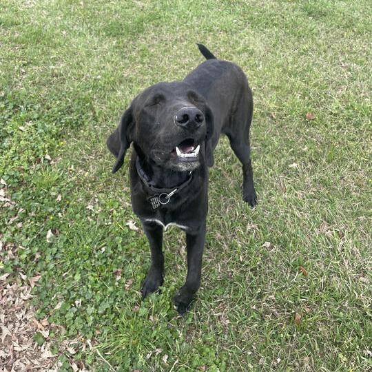 Enlarge Goofus, a Adoptable mixed breed in Carencro, LA image 6/6