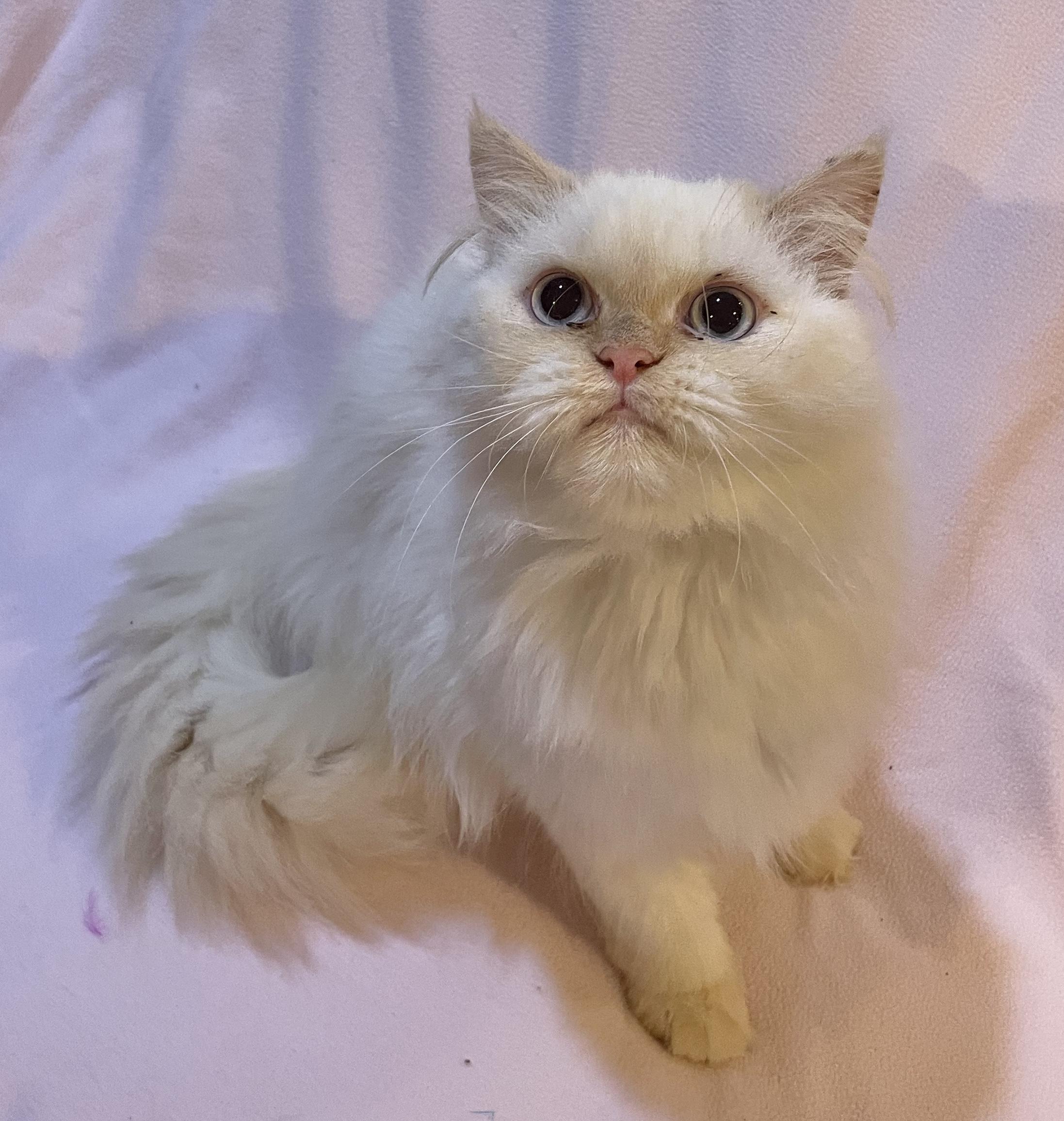 Enlarge Mia, an adopted Persian in Allentown, NJ image 3/4