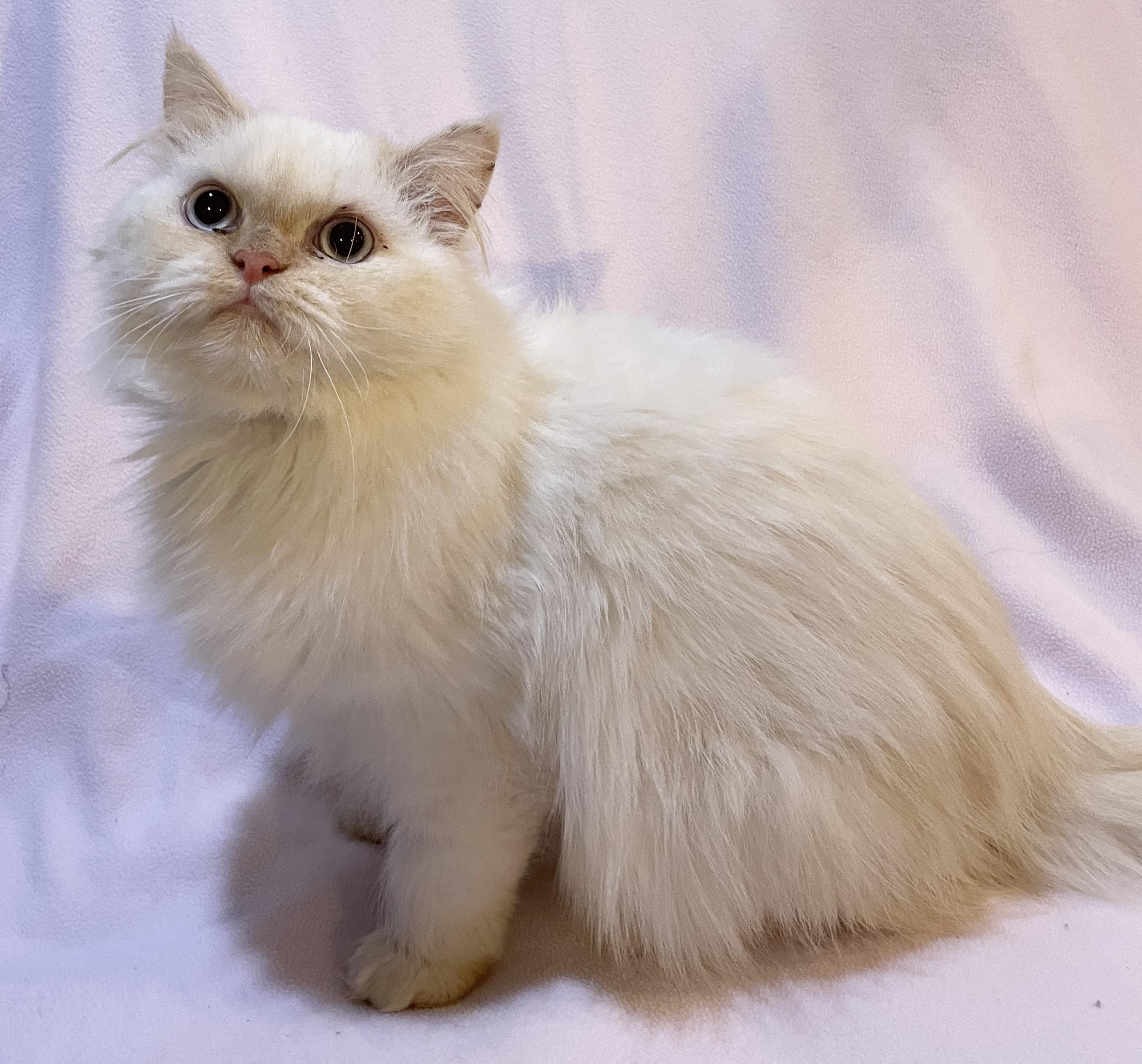 Enlarge Mia, an adopted Persian in Allentown, NJ image 4/4