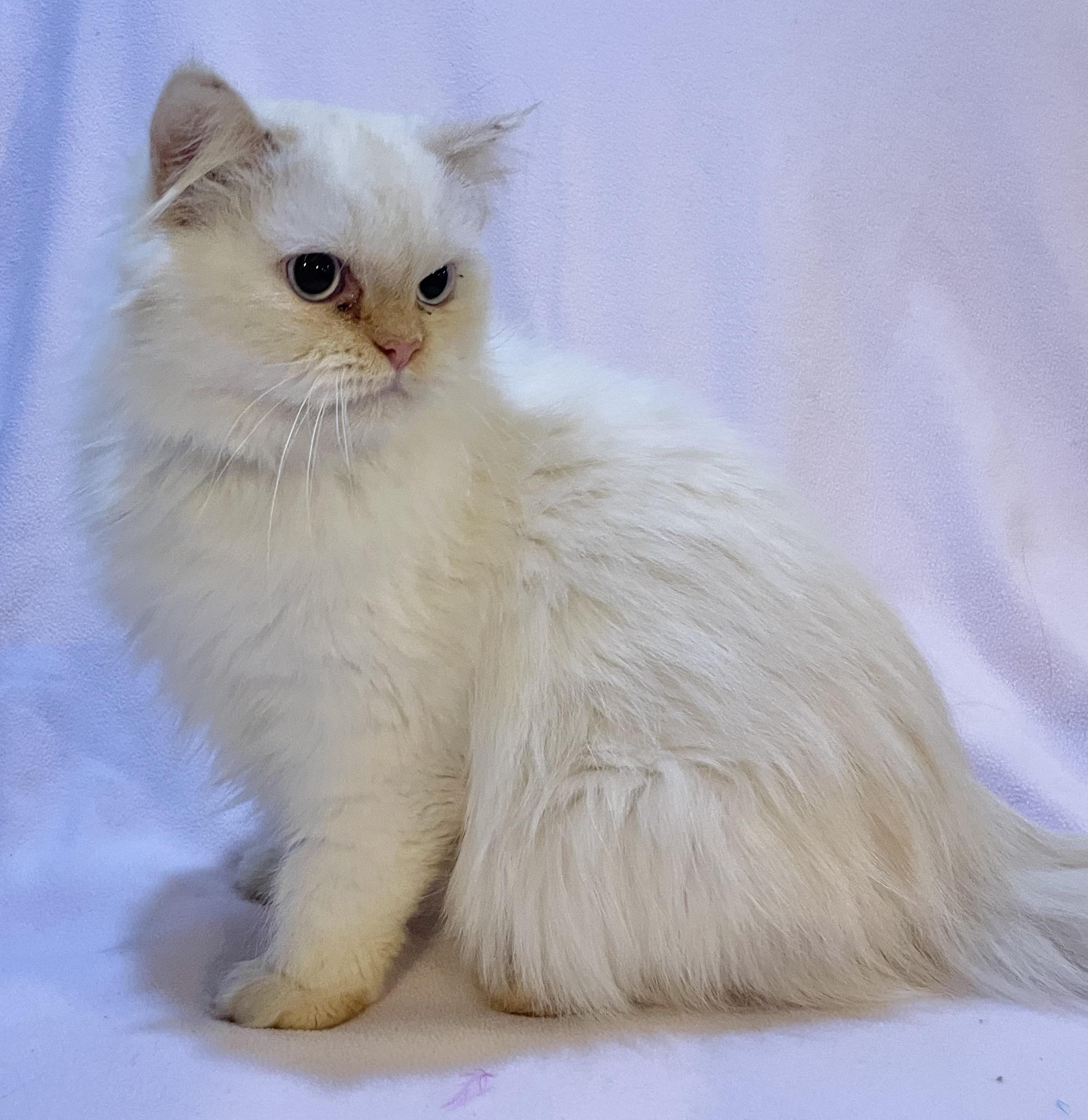 Enlarge Mia, an adopted Persian in Allentown, NJ image 2/4
