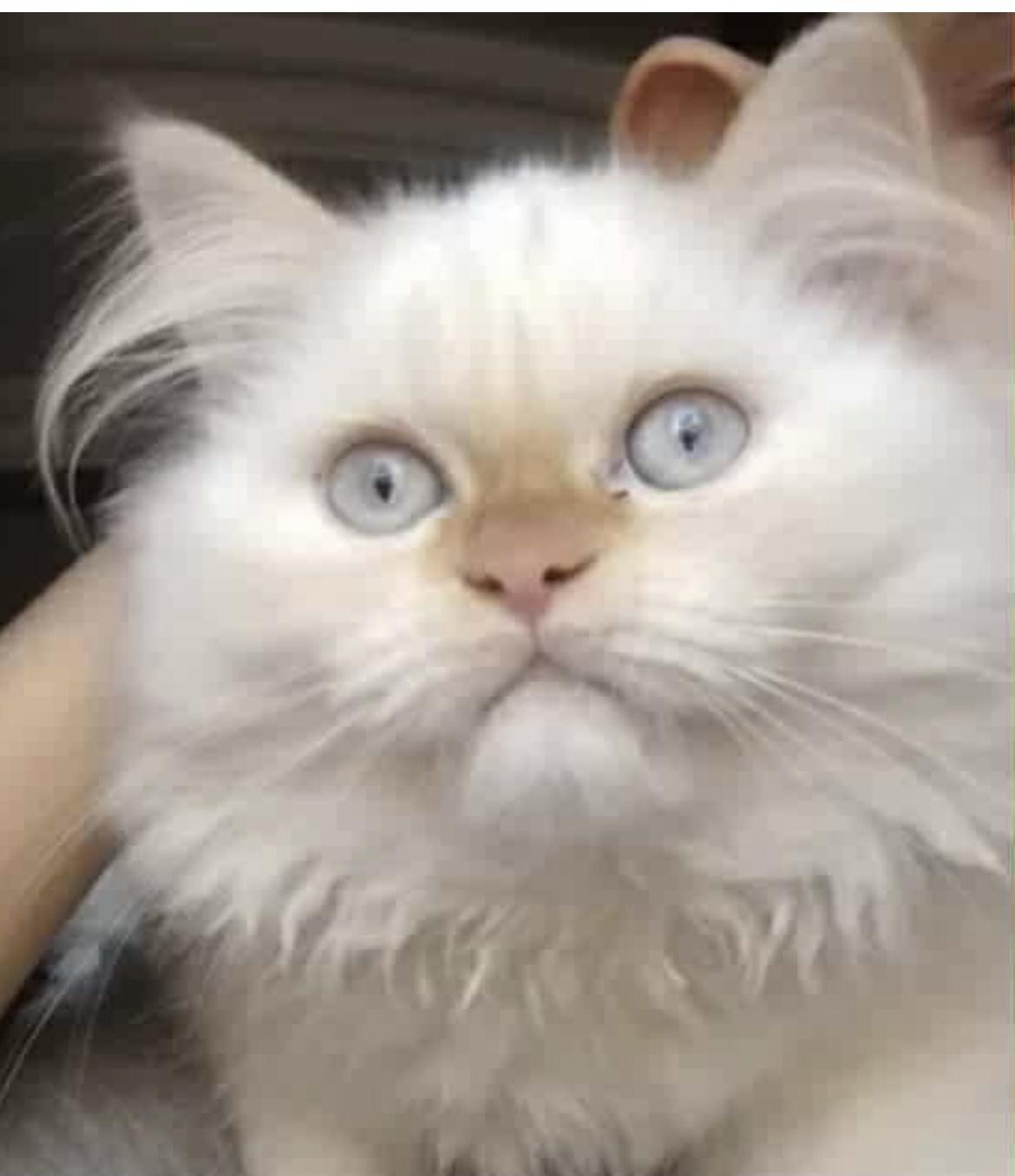 Enlarge Mia, an adopted Persian in Allentown, NJ image 1/4