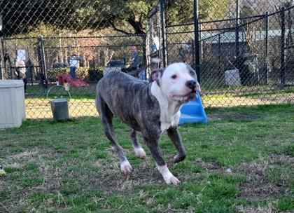 Enlarge Stormy (In Foster Home), a Adoptable mixed breed in Conway, SC image 2/4