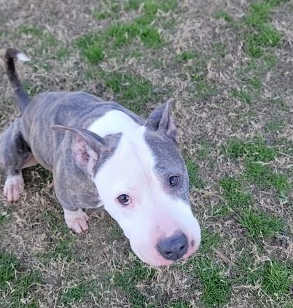 Enlarge Stormy (In Foster Home), a Adoptable mixed breed in Conway, SC image 3/4