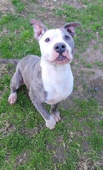 Enlarge Stormy (In Foster Home), a Adoptable mixed breed in Conway, SC image 4/4