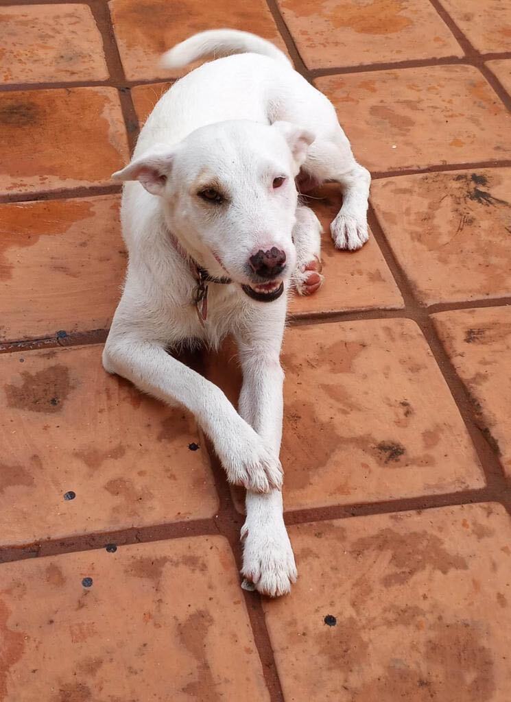 SNOWY (loves kids, dogs and cats), Adoptable, Young Female Jindo.