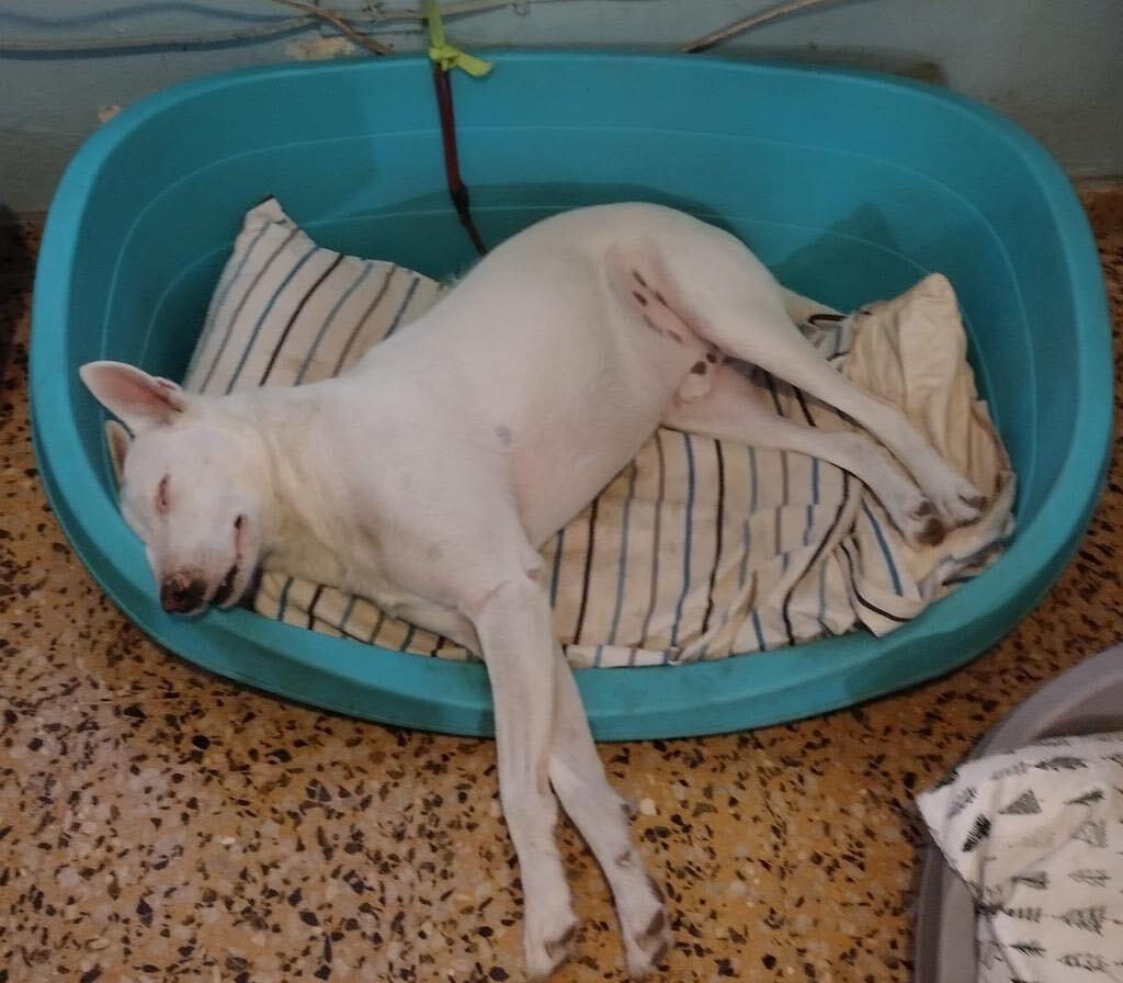 SNOWY (loves kids, dogs and cats), a Adoptable mixed breed in New York, NY image 2/5