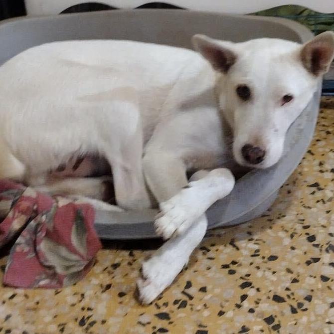 SNOWY (loves kids, dogs and cats), a Adoptable mixed breed in New York, NY image 3/5