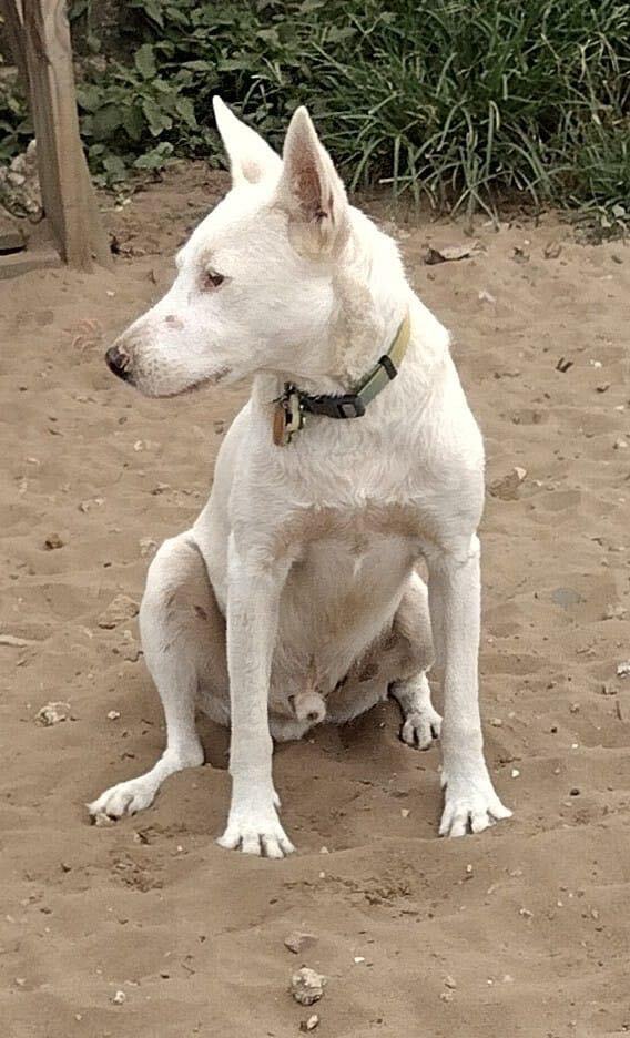 SNOWY (loves kids, dogs and cats), Adoptable, Young Female Jindo.