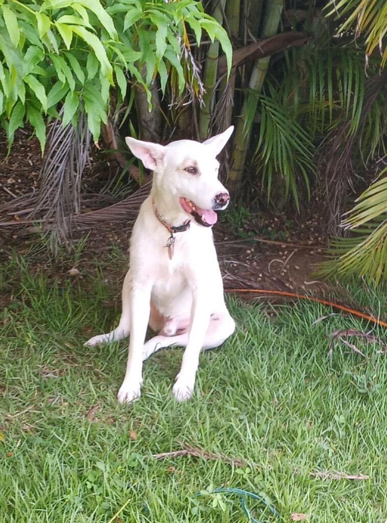 SNOWY (loves kids, dogs and cats), a Adoptable mixed breed in New York, NY image 5/5