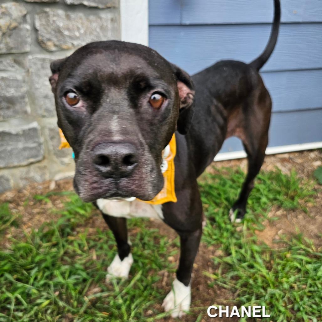 Chanel, Adoptable, Adult Female American Bulldog & Mixed Breed.