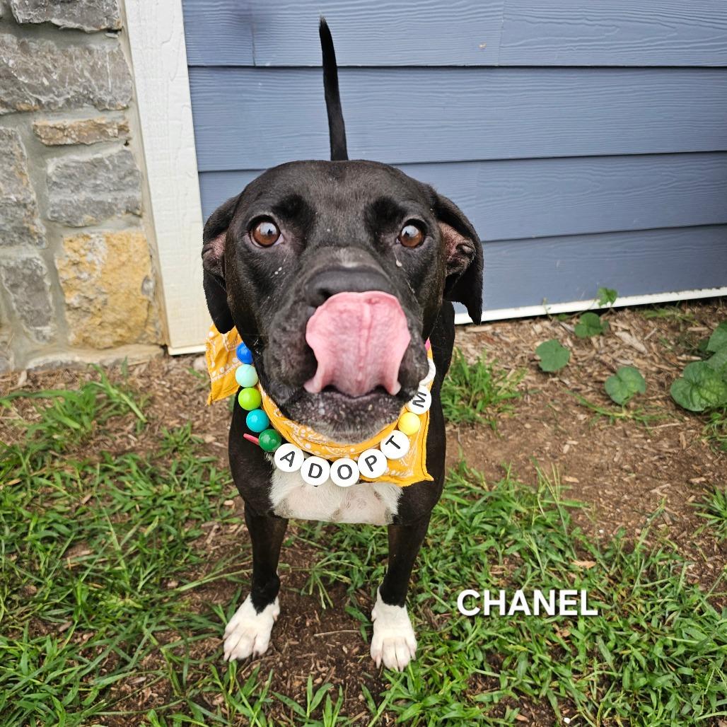 Chanel, a Adoptable mixed breed in Madisonville, TN image 2/4
