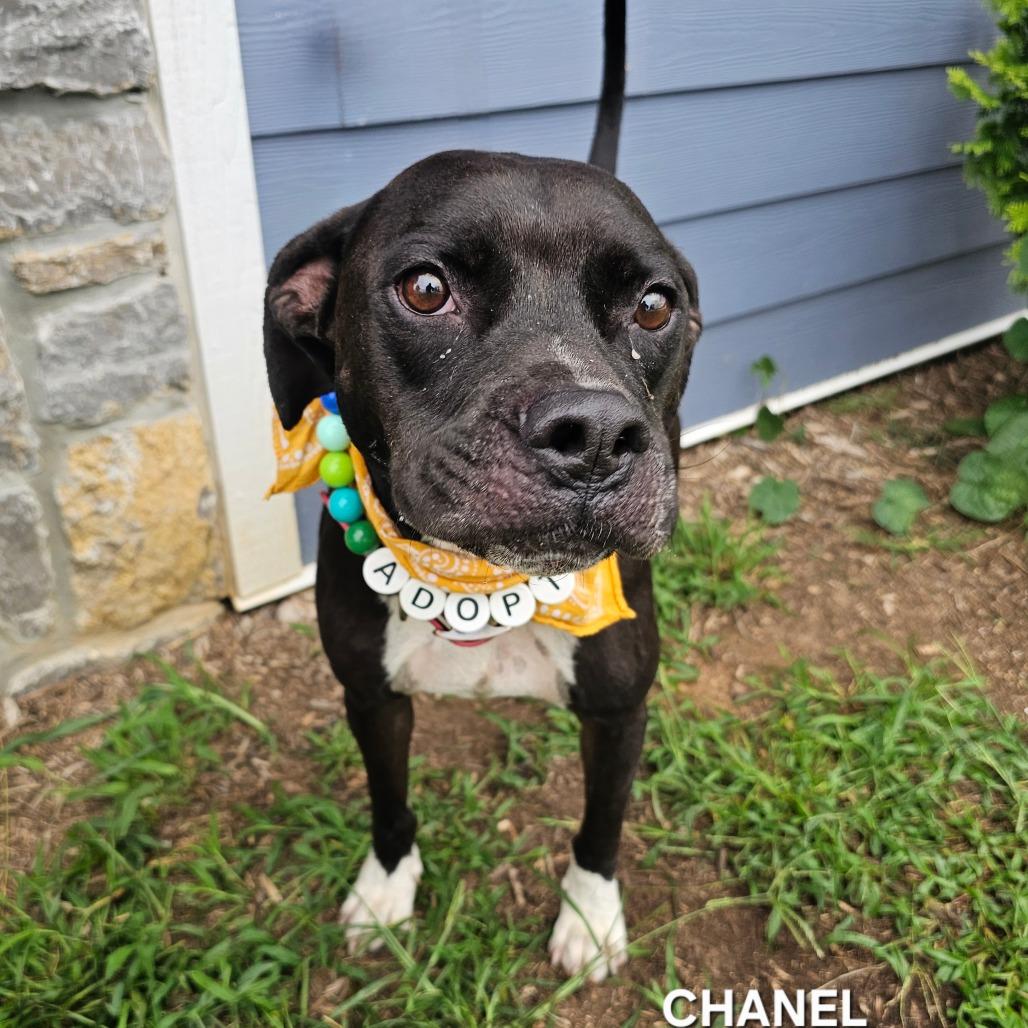 Chanel, a Adoptable mixed breed in Madisonville, TN image 3/4