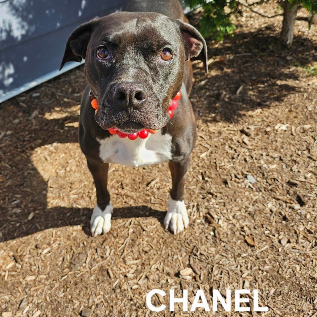 Enlarge Chanel, a Adoptable mixed breed in Madisonville, TN image 4/5