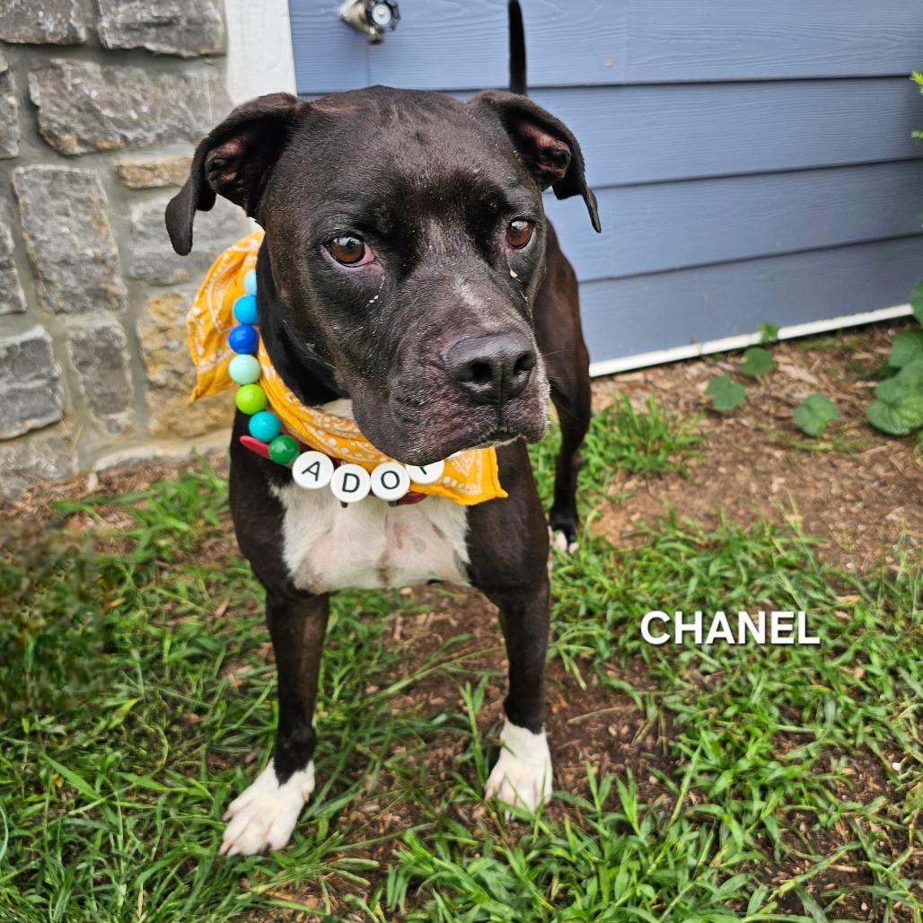 Chanel, a Adoptable mixed breed in Madisonville, TN image 4/4