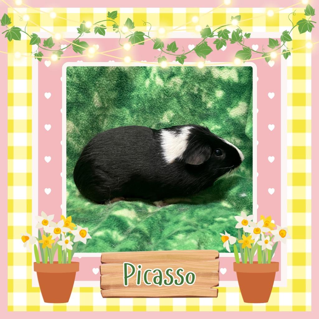 Enlarge Picasso (4541), a Adopted Guinea Pig in Elizabethtown, KY image 1/1