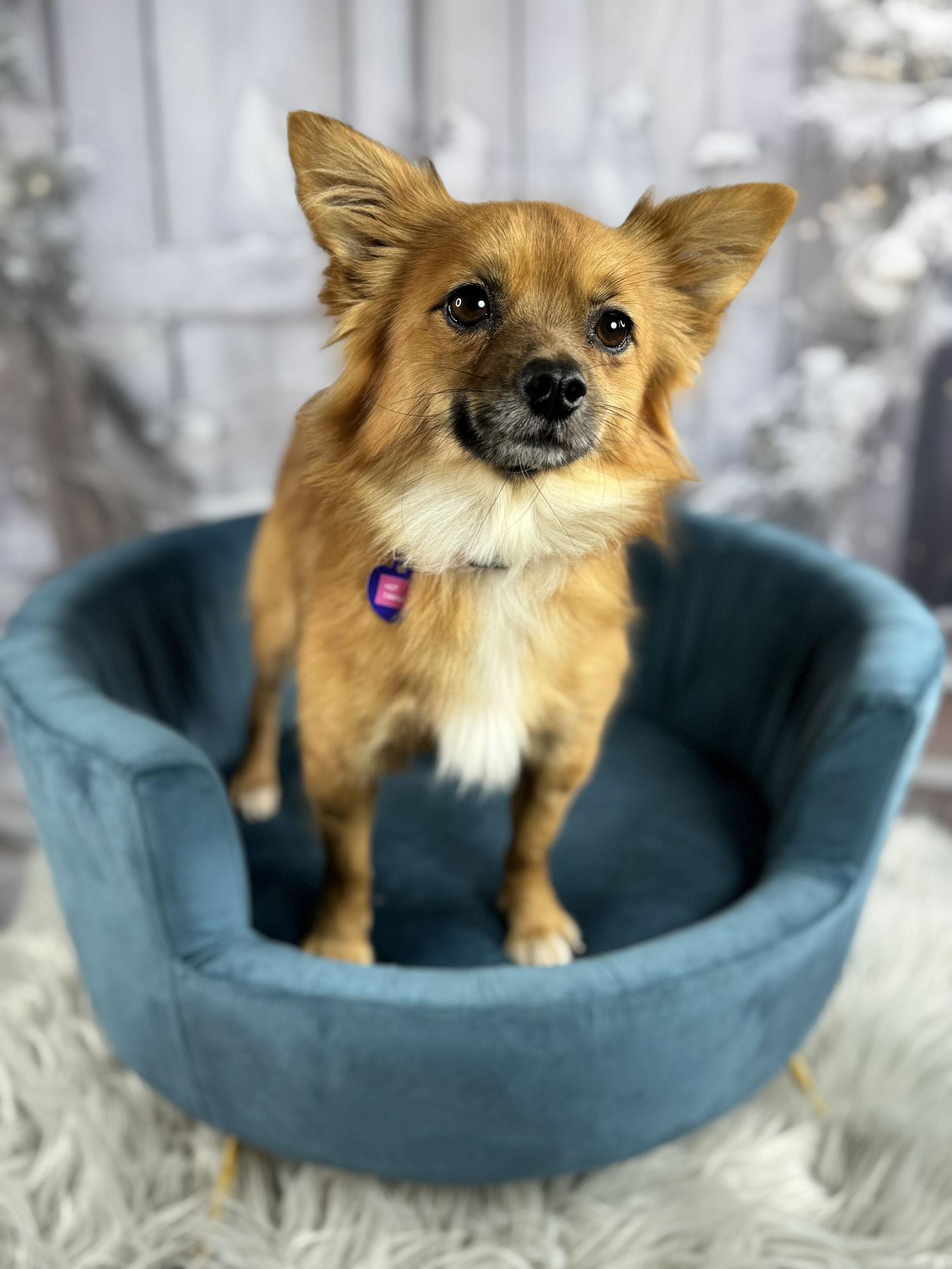 Hot Tamale, Adoptable, Young Male Pomeranian.