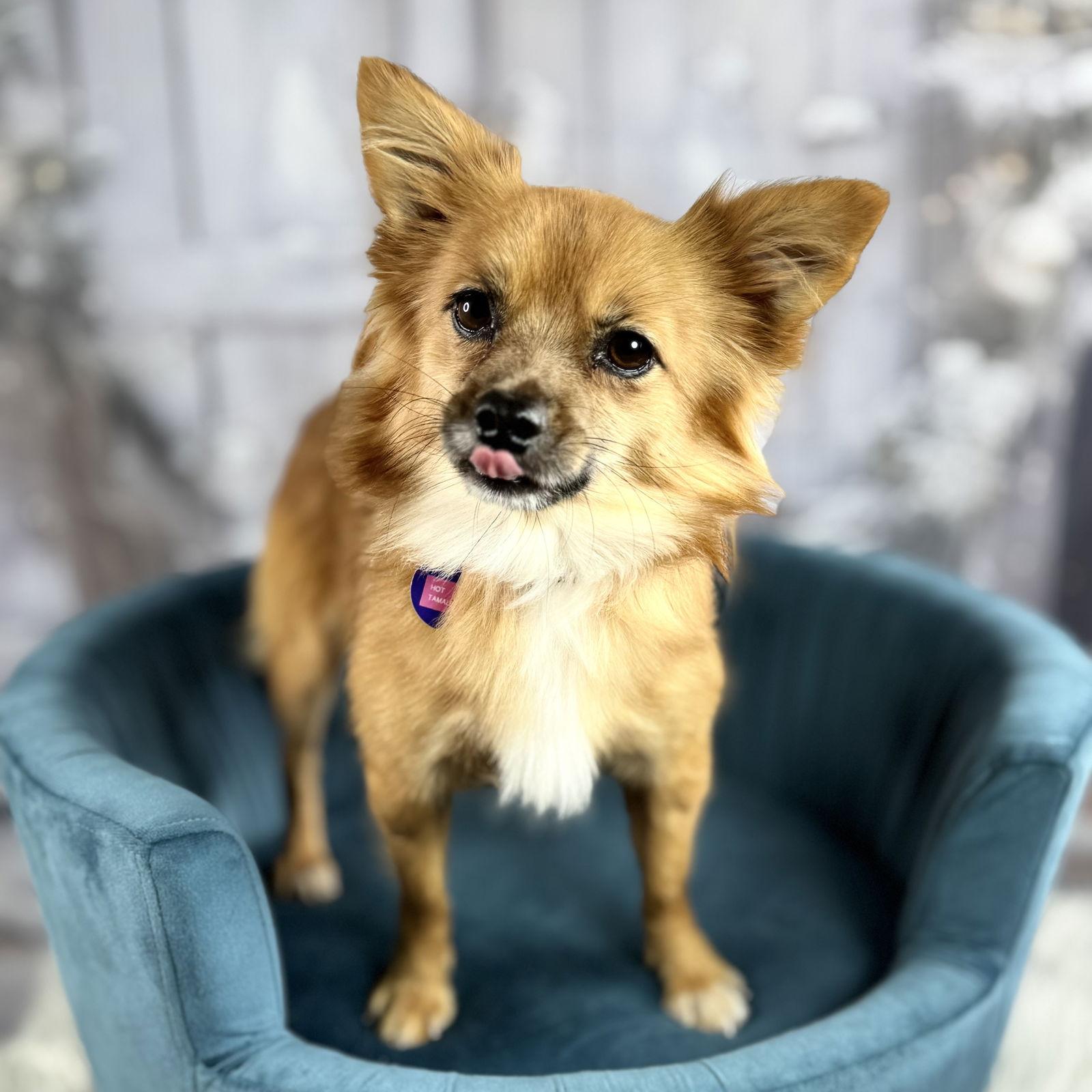 Enlarge Hot Tamale, a Adoptable Pomeranian in Garland, TX image 2/2