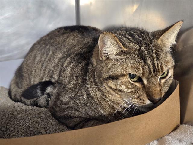 Enlarge TIGER, a Adoptable Domestic Short Hair in Panama City, FL image 1/1