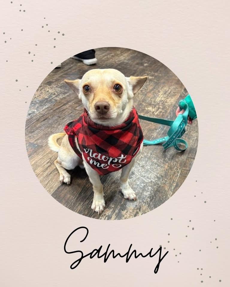 Enlarge SAMMY, a ADOPTABLE mixed breed in Coquitlam, BC image 1/5