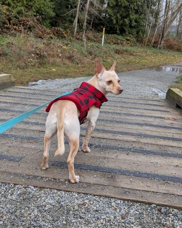 Enlarge SAMMY, a ADOPTABLE mixed breed in Coquitlam, BC image 2/5
