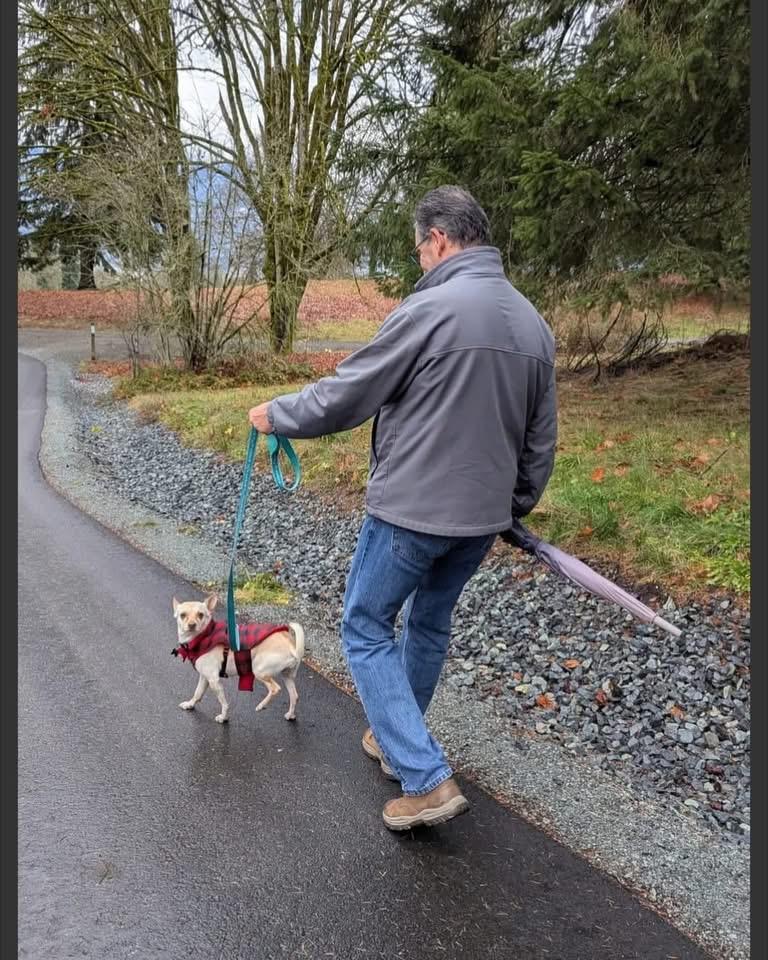Enlarge SAMMY, a ADOPTABLE mixed breed in Coquitlam, BC image 5/5