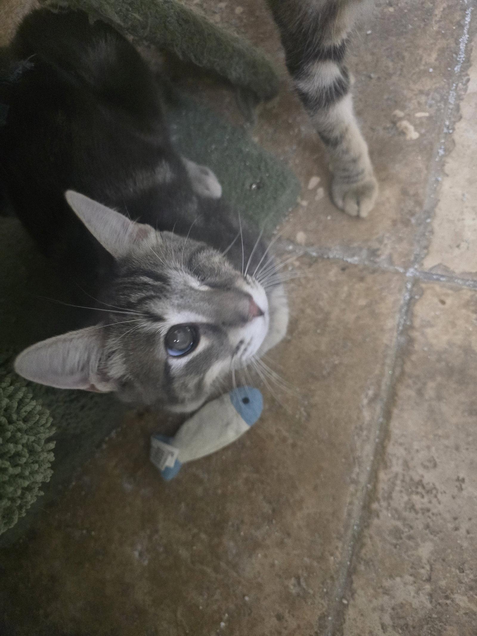 Freddy, Adoptable, Young Male Domestic Short Hair.