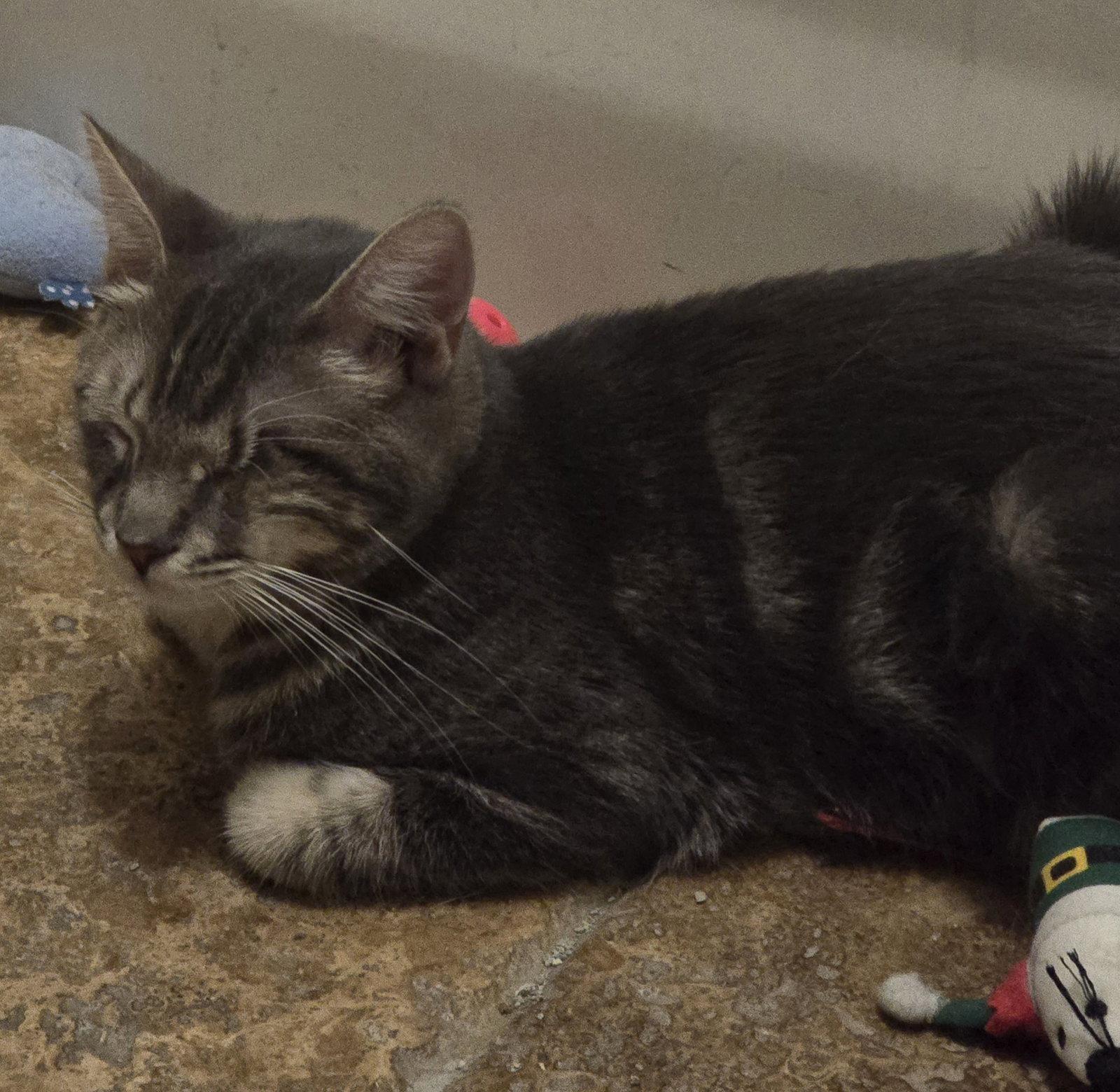 Freddy, a Adoptable Domestic Short Hair in Glendale, AZ image 2/3