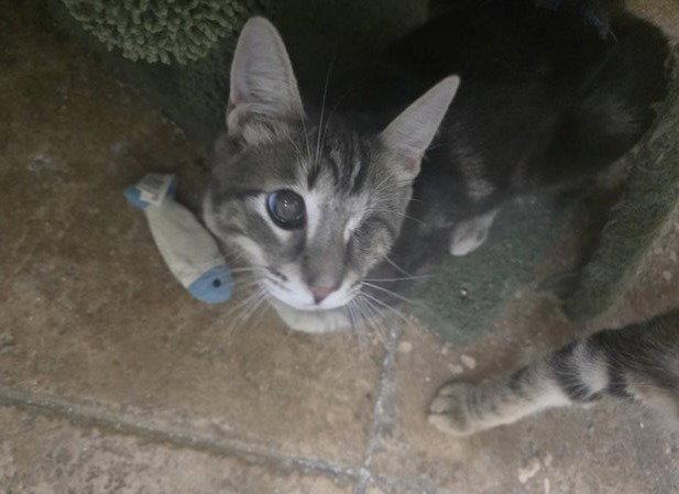Freddy, Adoptable, Young Male Domestic Short Hair.