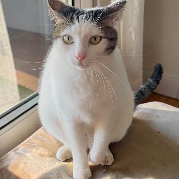 Enlarge Ryan- Courtesy Post, a Adopted Domestic Short Hair in Frederick, MD image 2/3