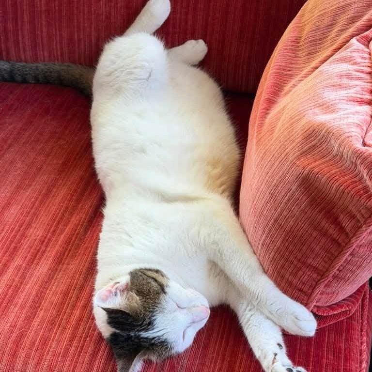 Enlarge Ryan- Courtesy Post, a Adopted Domestic Short Hair in Frederick, MD image 3/3