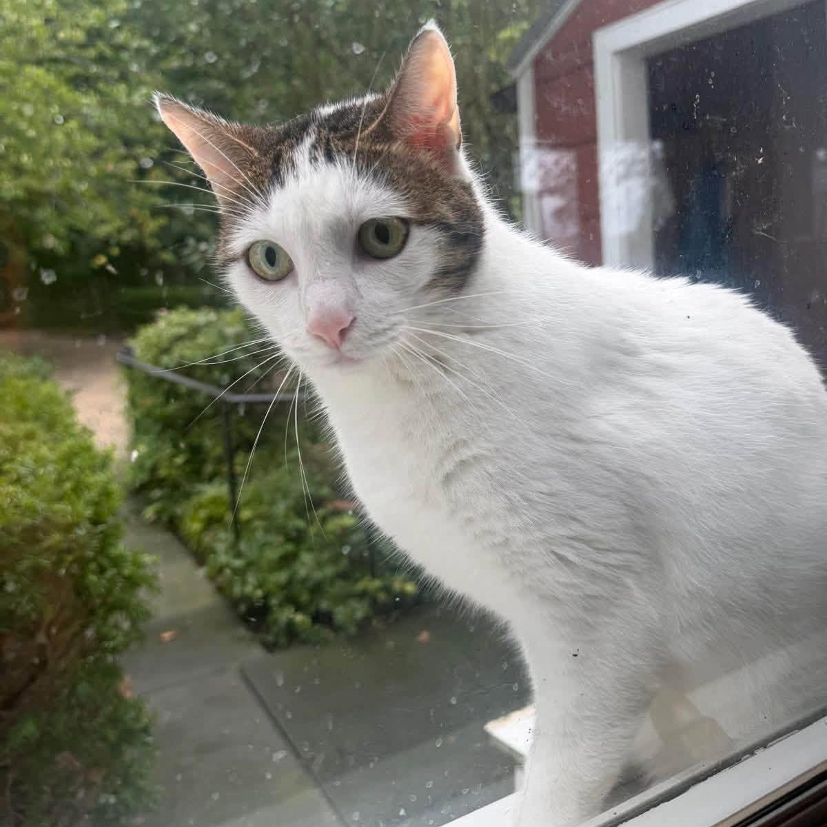 Enlarge Ryan- Courtesy Post, a Adopted Domestic Short Hair in Frederick, MD image 1/3