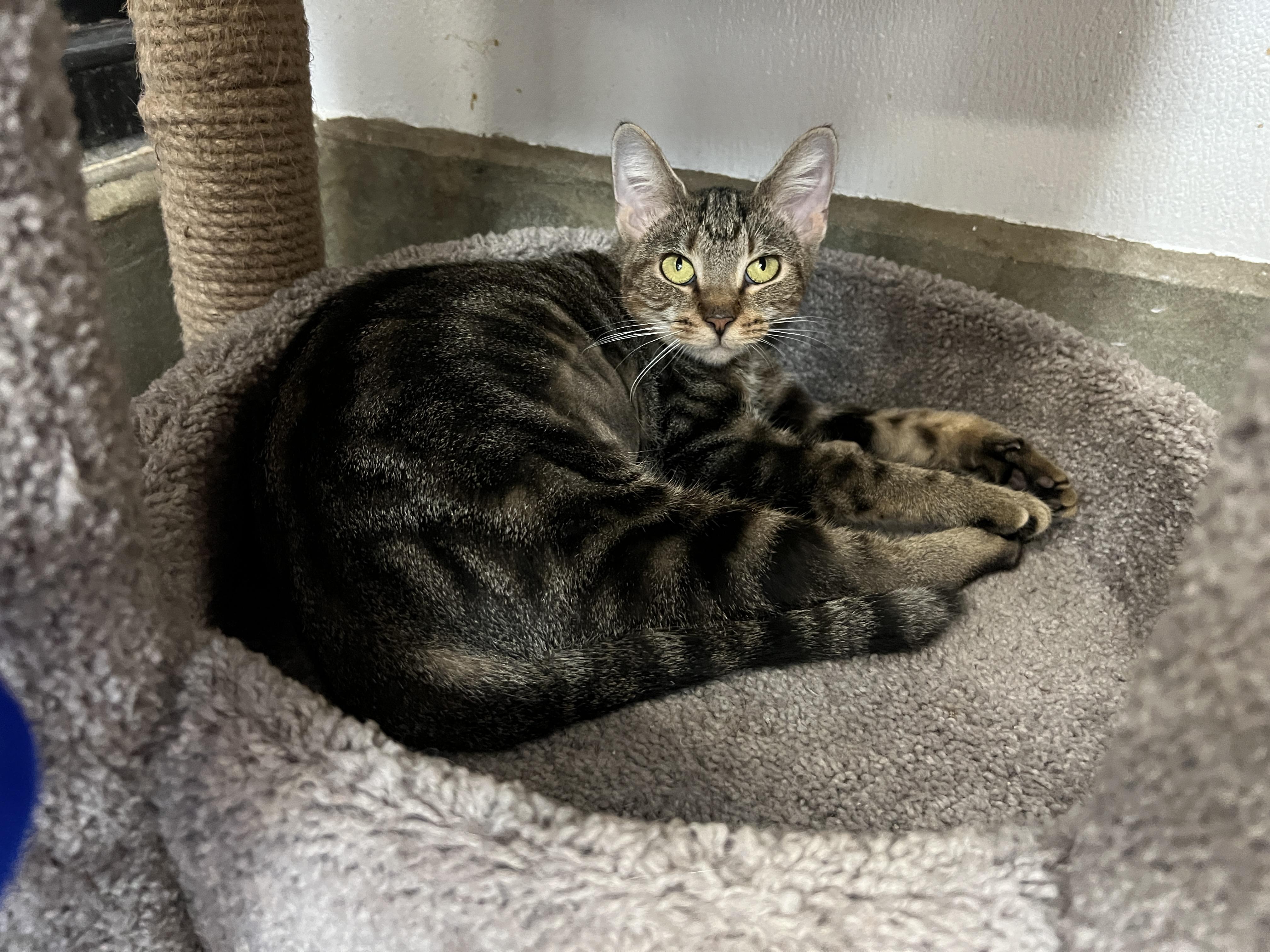 Raina, Adoptable, Young Female Domestic Short Hair.