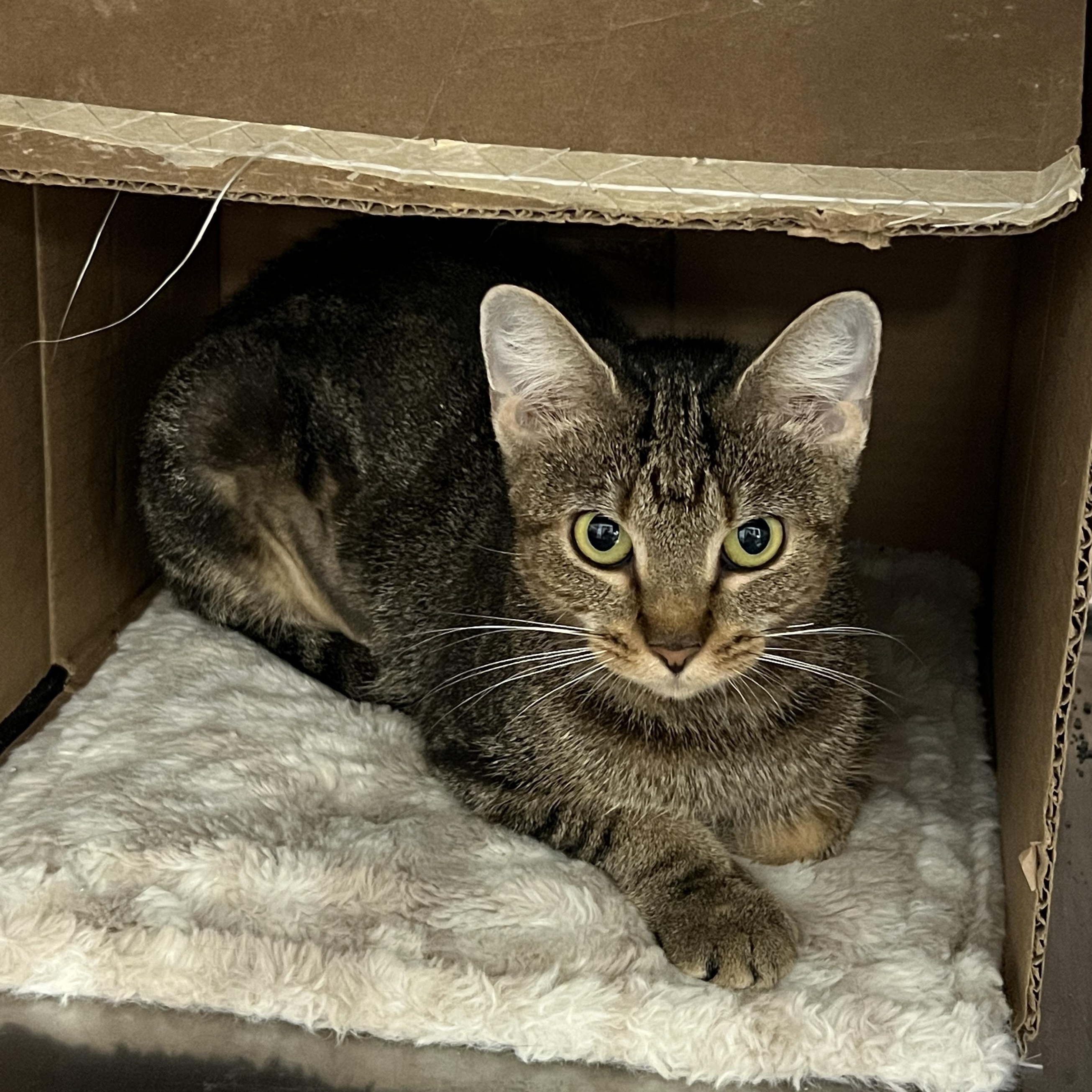 Enlarge Raina, a Adoptable mixed breed in Bradenton, FL image 1/2