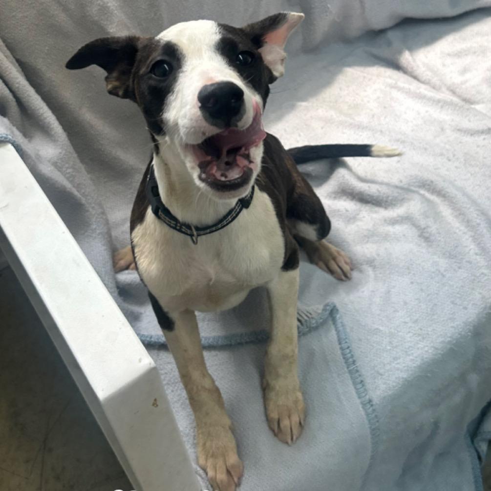 Enlarge Bitty, a Adoptable Terrier in Falmouth, KY image 1/1