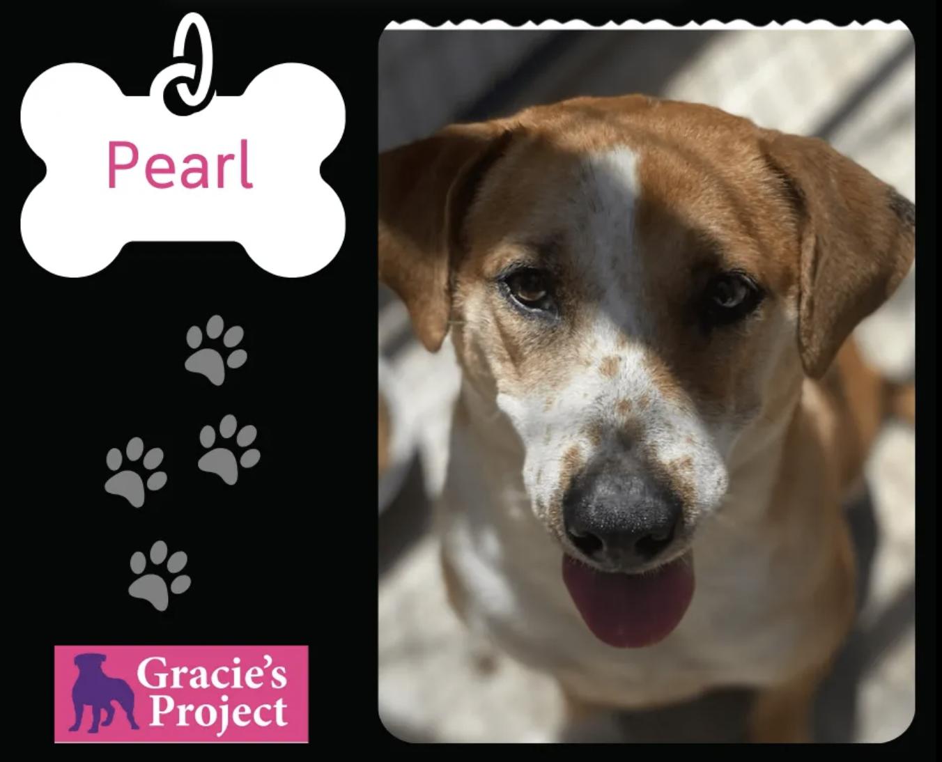 Pearl, Adult Female English Coonhound