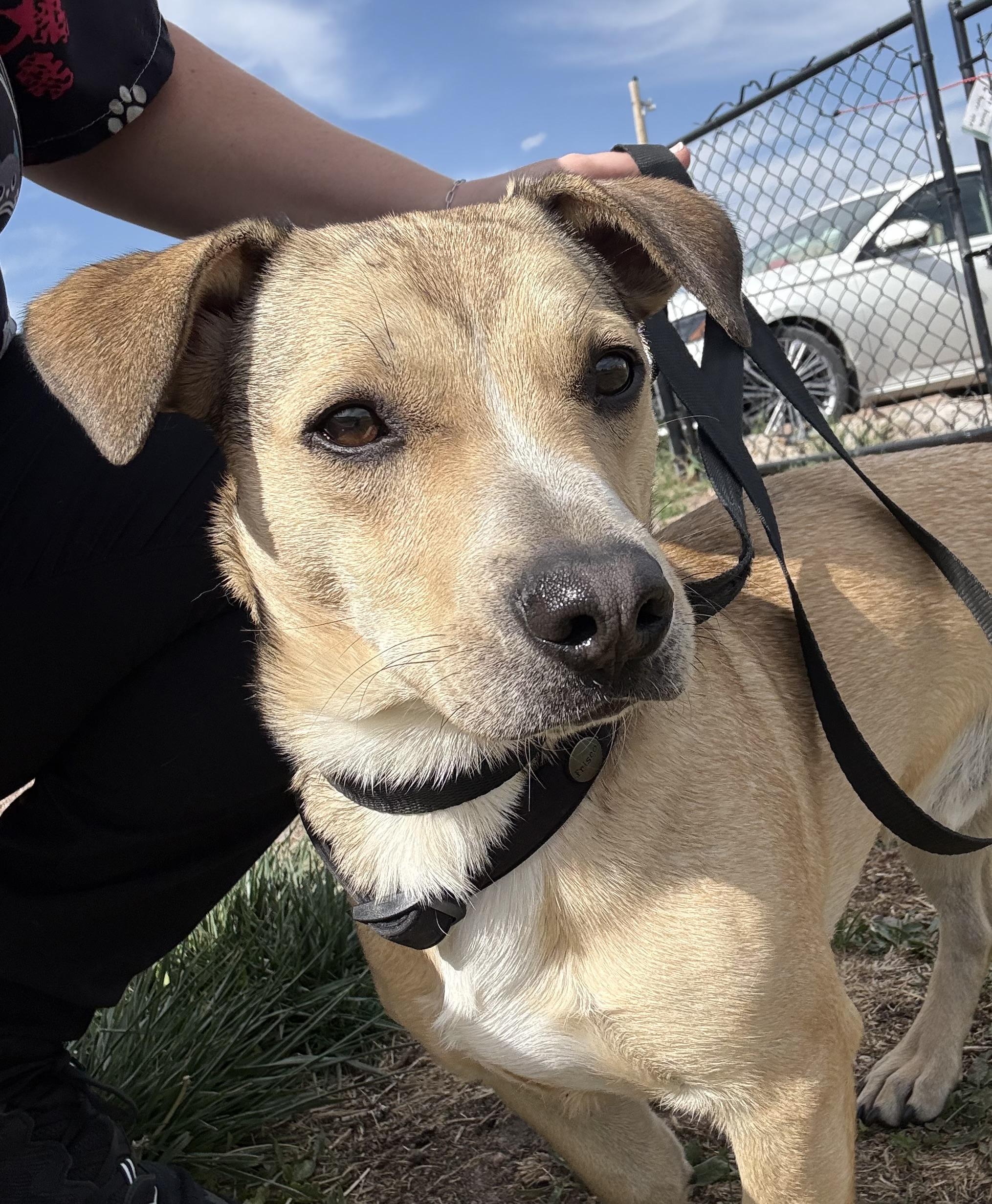 Rocky, adopted, Adult Male Dachshund & Beagle.