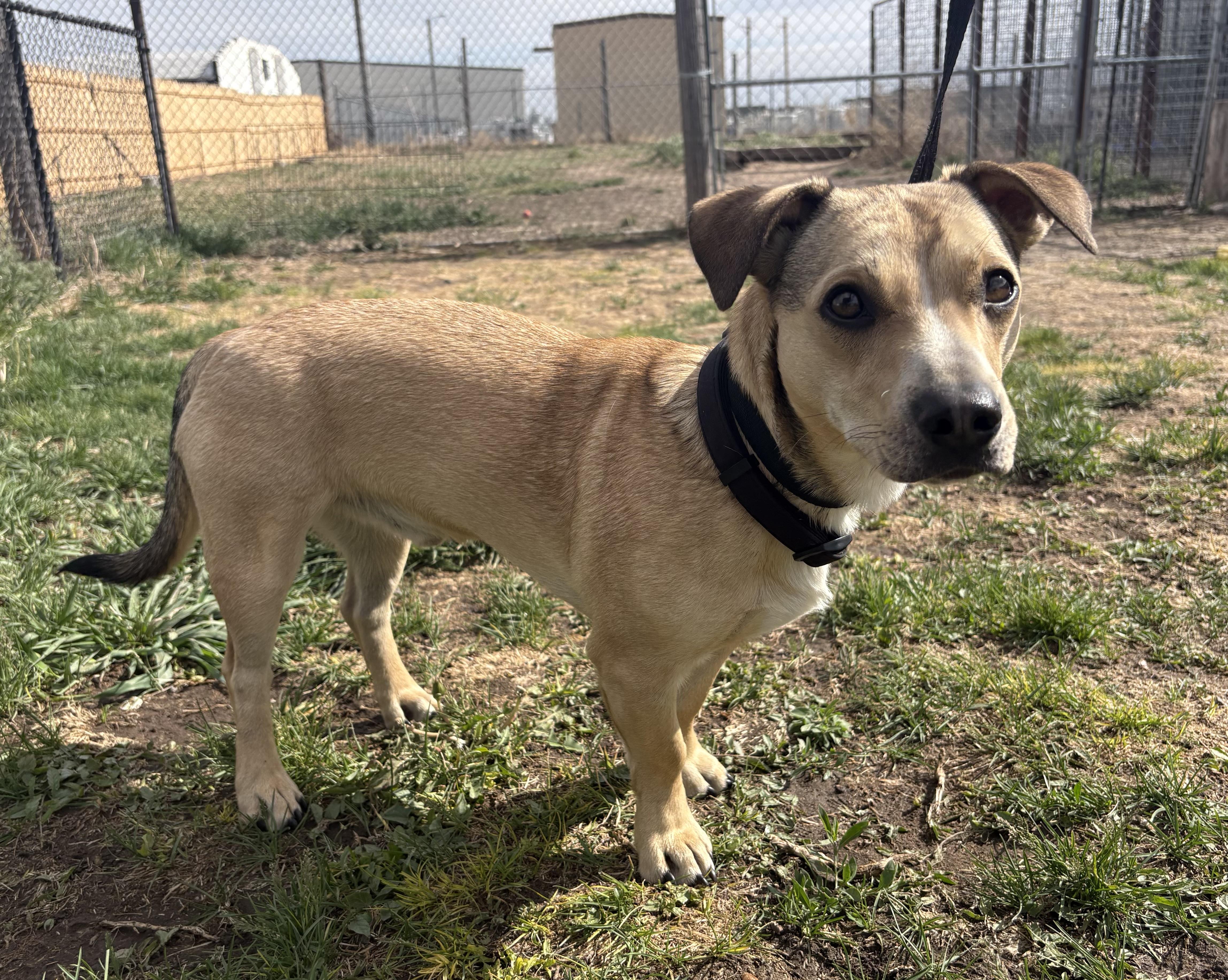 Rocky, an adopted mixed breed in Grant, NE image 3/3