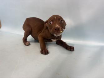 Enlarge Osceloa, a Adoptable mixed breed in Woodbury, MN image 1/2