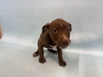 Enlarge Osceloa, a Adoptable mixed breed in Woodbury, MN image 2/2