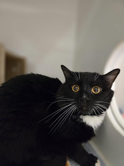 BARN CAT MARK, Adoptable, Adult Male Domestic Medium Hair.