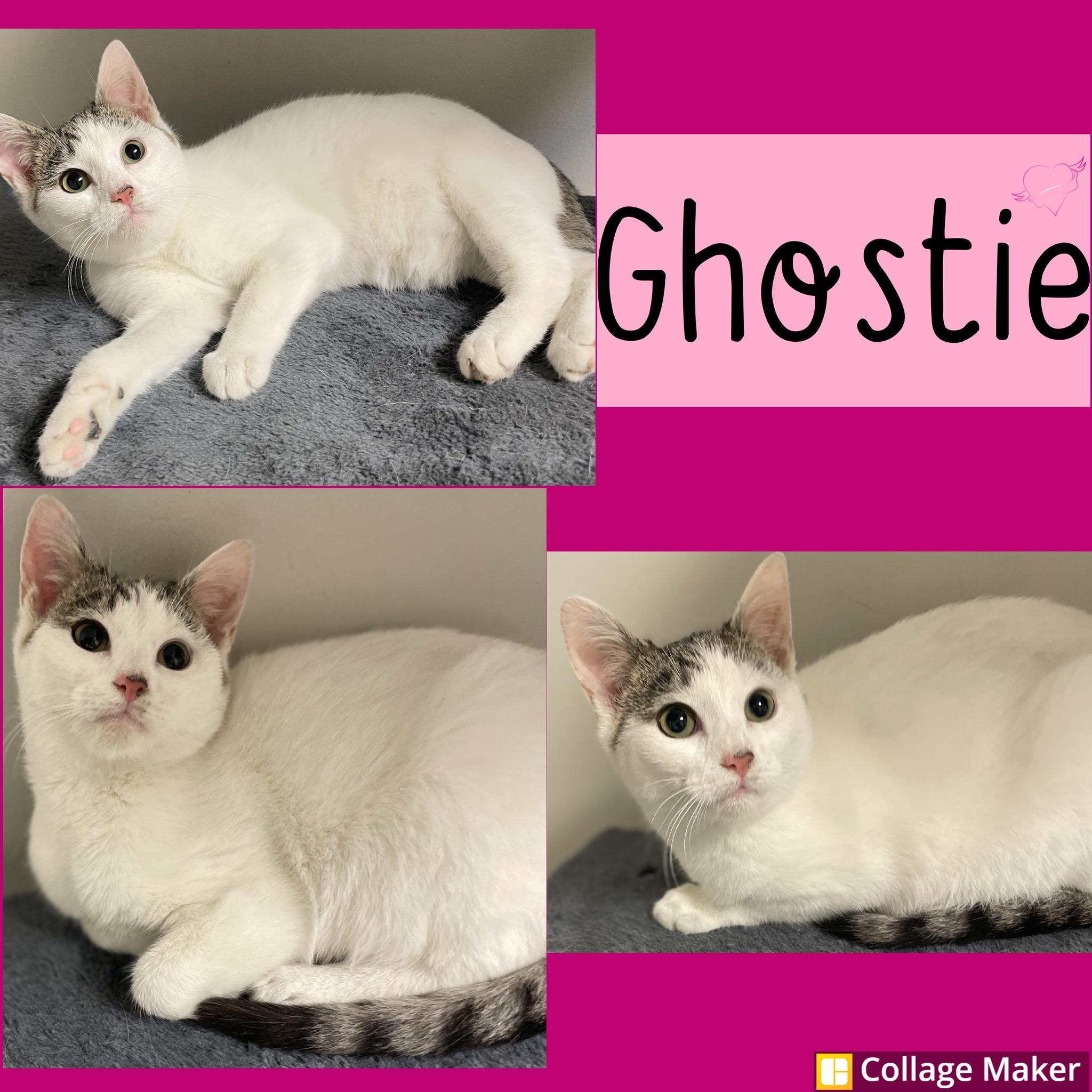 Ghostie, Adoptable, Young Female Domestic Short Hair.