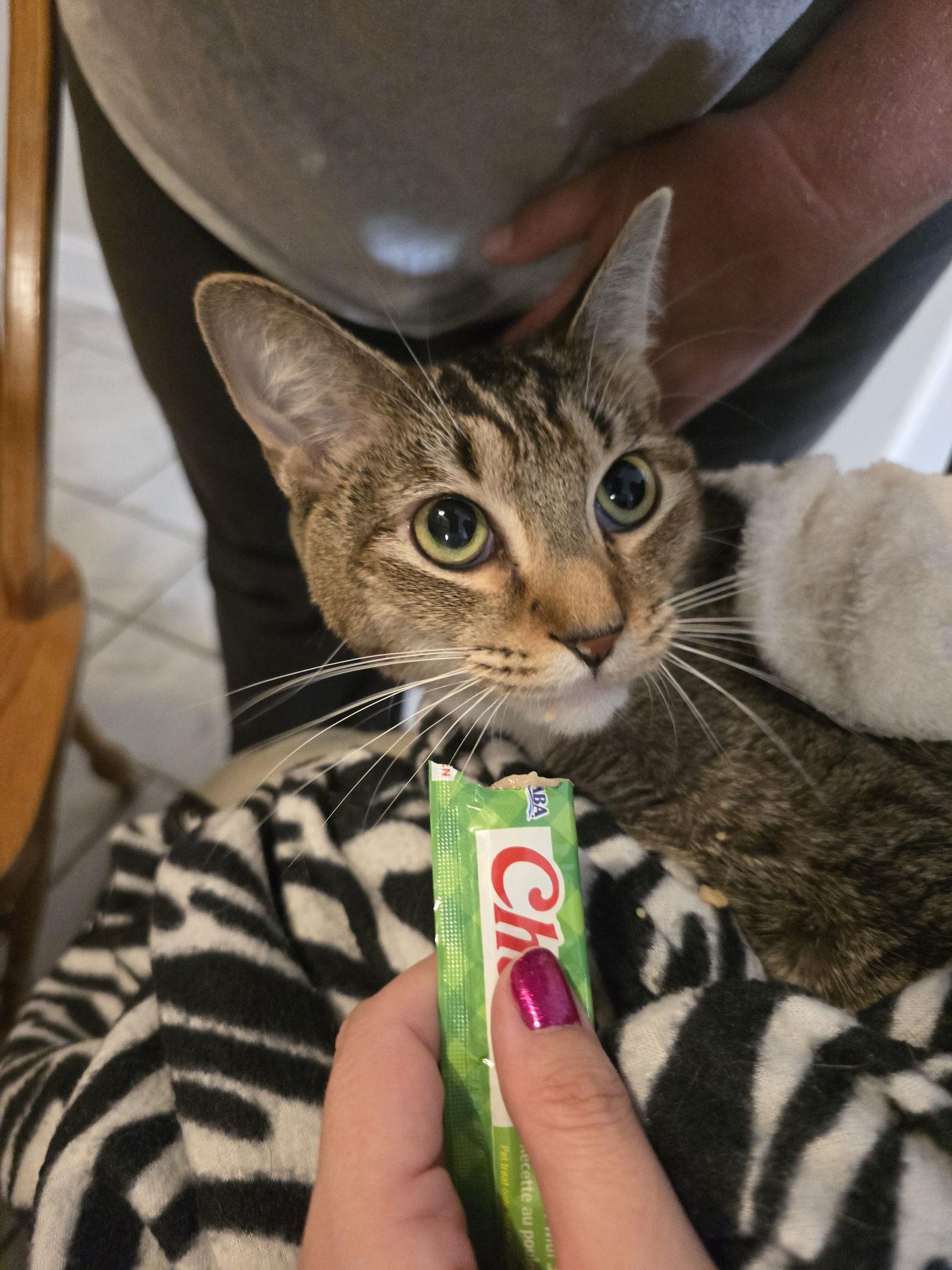 Candy, a Adoptable Domestic Short Hair in Locust Grove, GA image 3/3