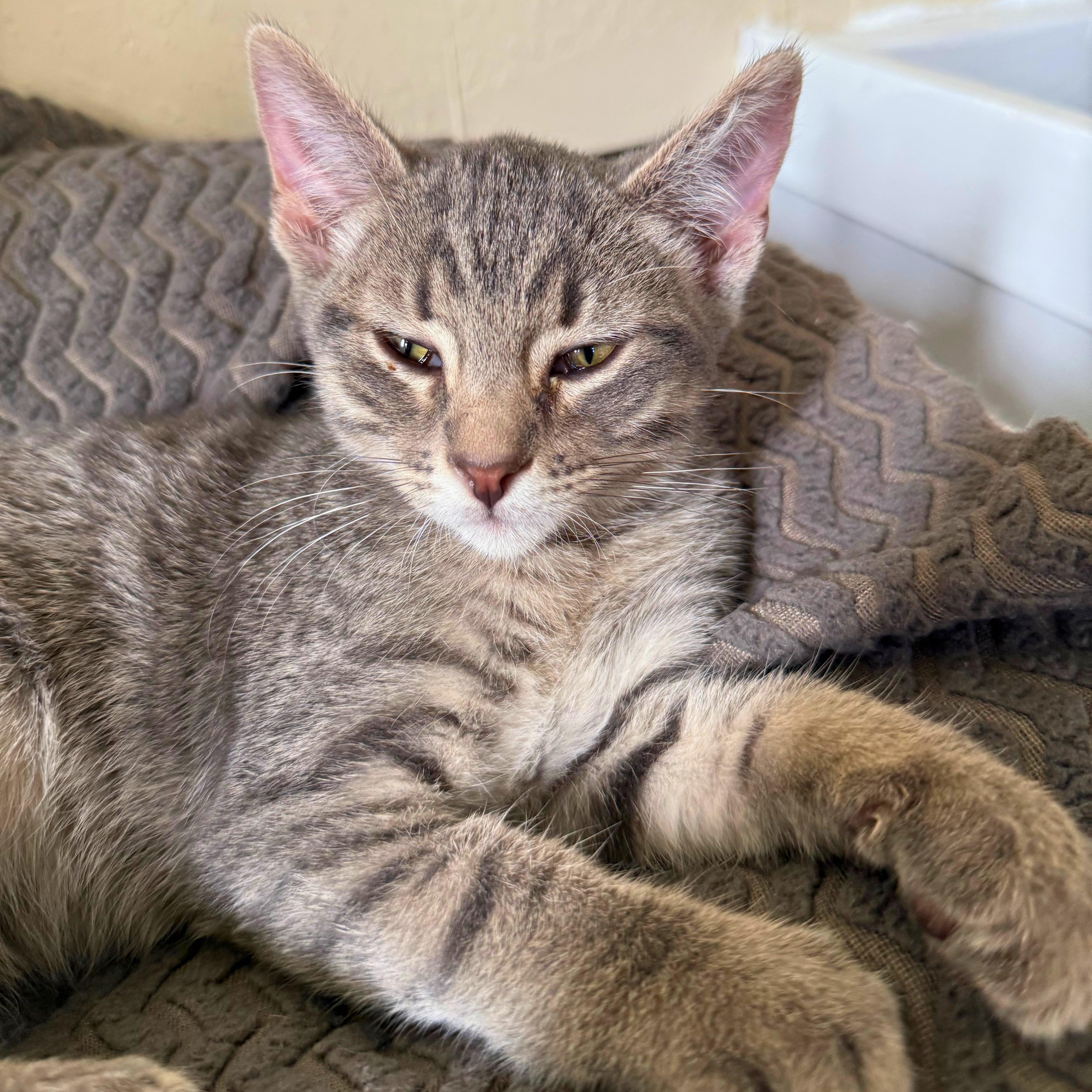 Dobby, a Adoptable Domestic Short Hair in Ridgway, CO image 3/5