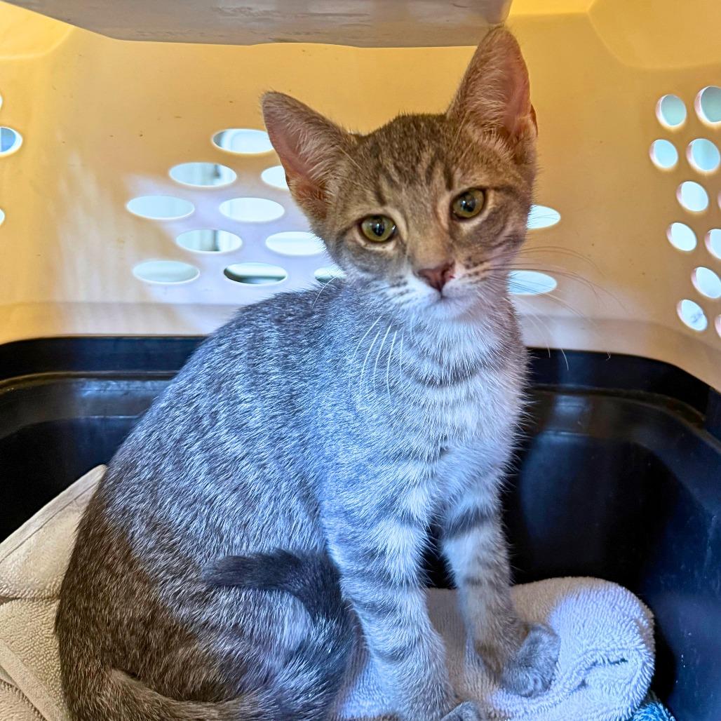 Dobby, a Adoptable Domestic Short Hair in Ridgway, CO image 4/5