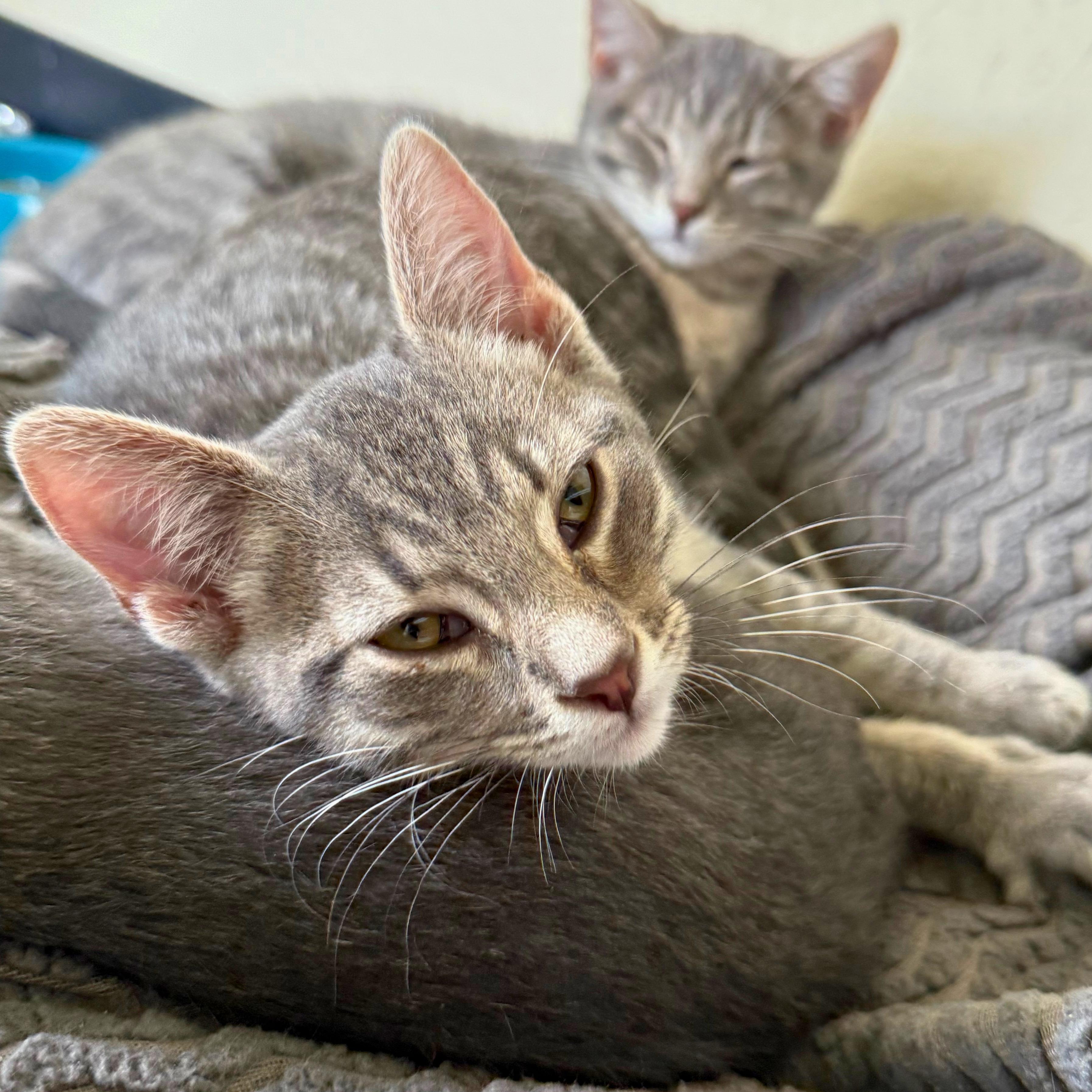 Dobby, a Adoptable Domestic Short Hair in Ridgway, CO image 2/5
