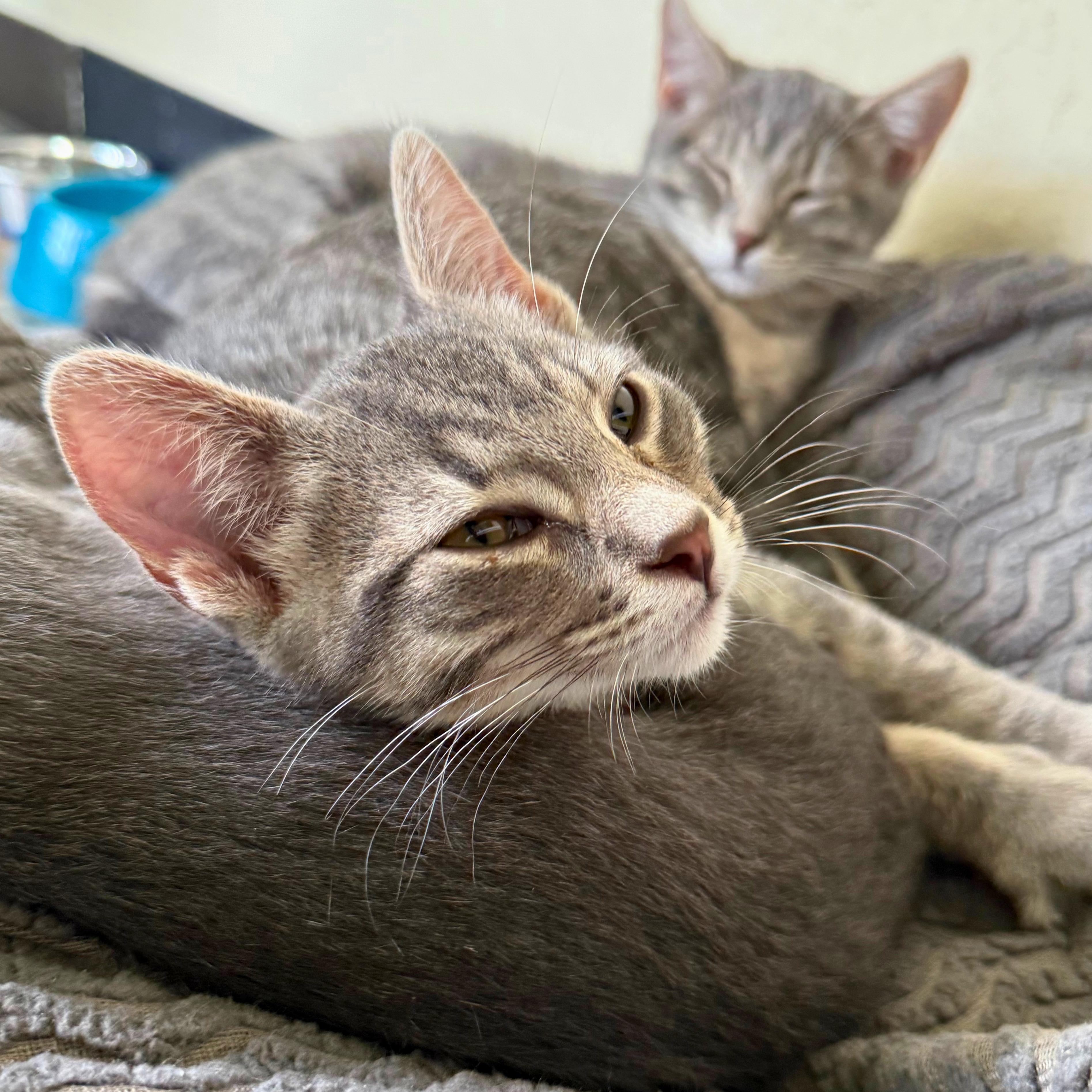 Dobby, a Adoptable Domestic Short Hair in Ridgway, CO image 5/5