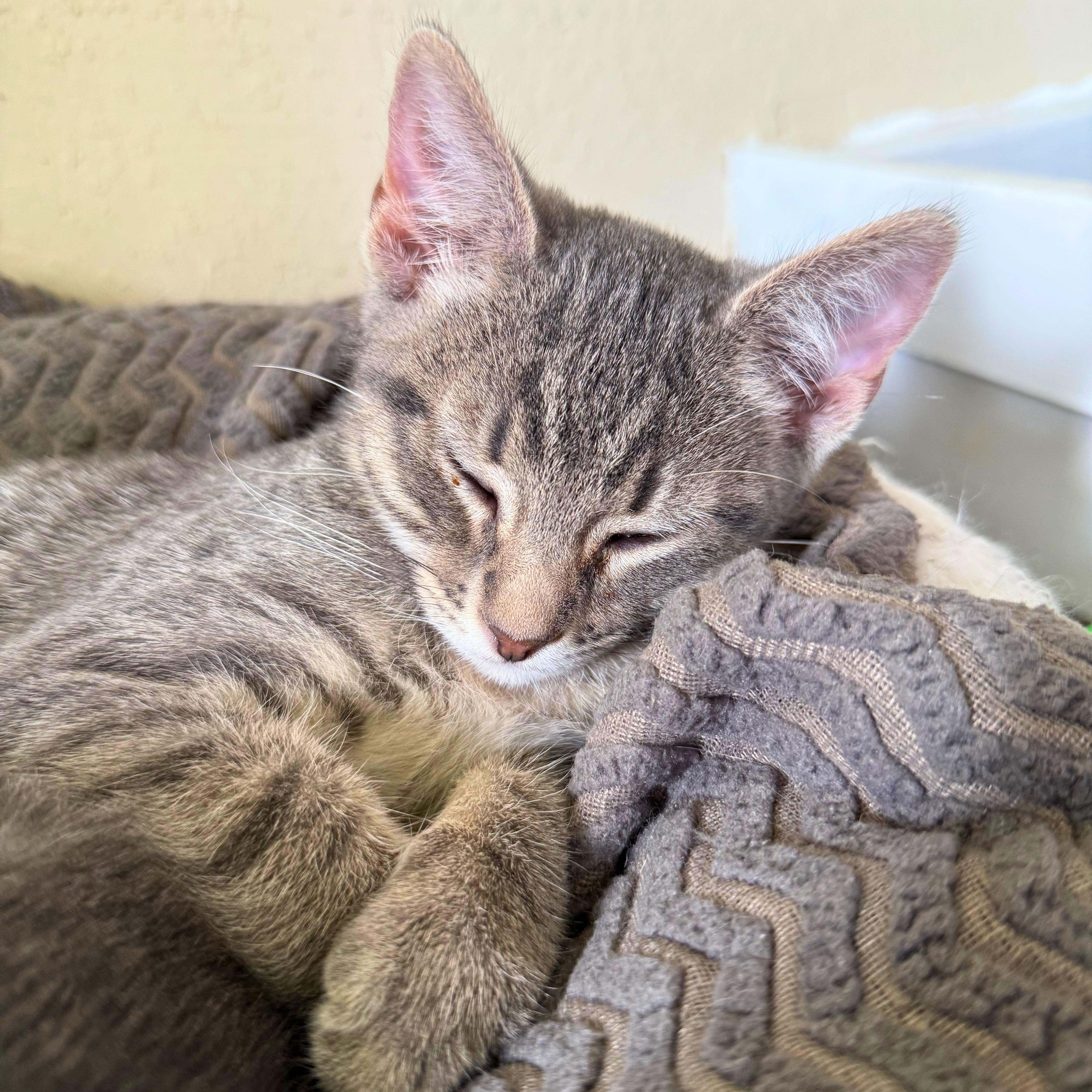 Dobby, a Adoptable Domestic Short Hair in Ridgway, CO image 1/5